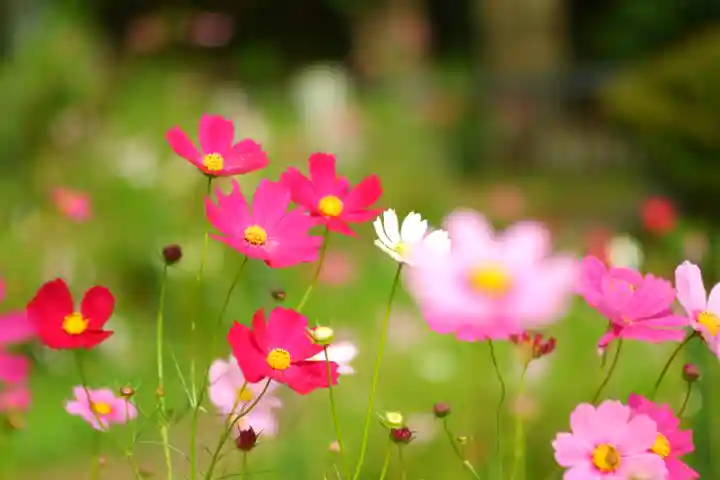 般若寺 ❁コスモス寺❁(奈良県)