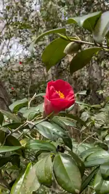 十輪寺(京都府)