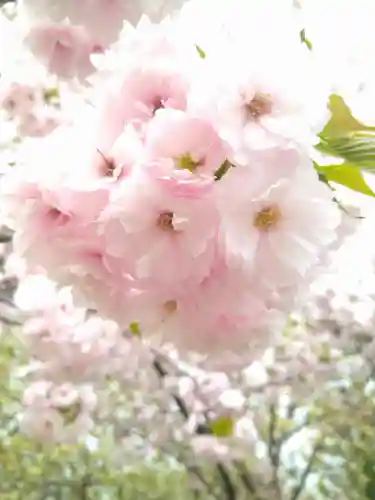 和霊神社の自然