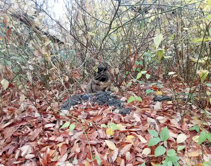 丸子山王日枝神社(神奈川県)