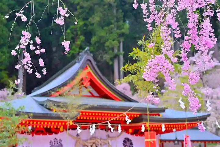 金櫻神社(山梨県)
