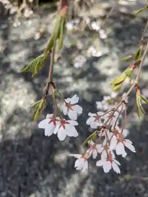 身照寺(岩手県)