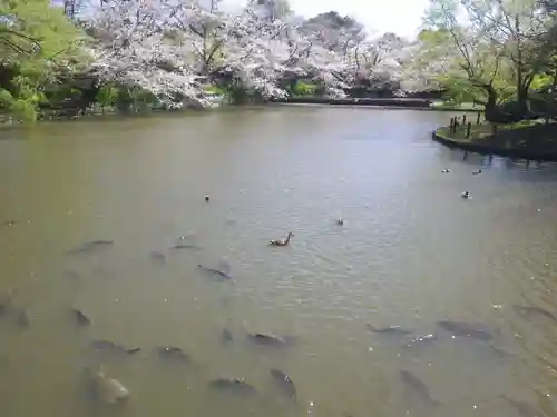 鶴岡八幡宮の庭園