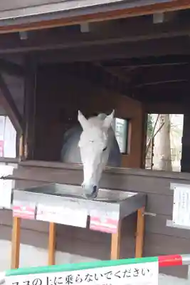 鹿児島神宮(鹿児島県)