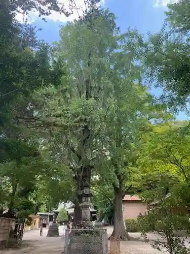 春日部八幡神社(埼玉県)