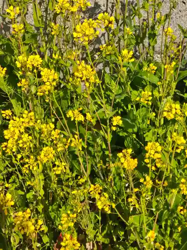 朝倉神社の周辺