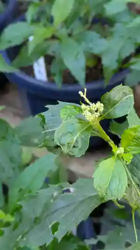 行願寺（革堂）(京都府)