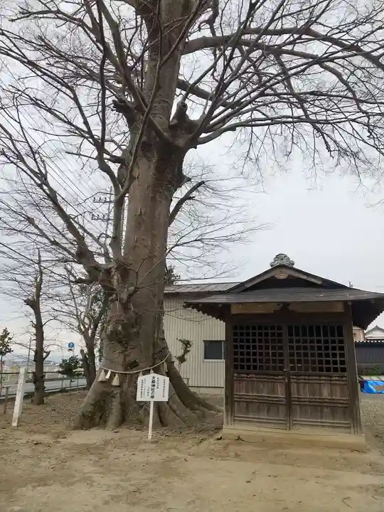 大桑神社の自然