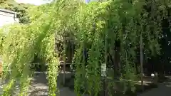 常陸第三宮　吉田神社の自然