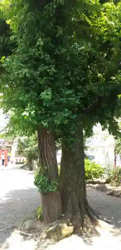 常祗稲荷神社の自然