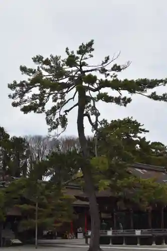 長浜八幡宮の自然