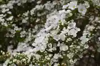 本願寺長浜別院の自然