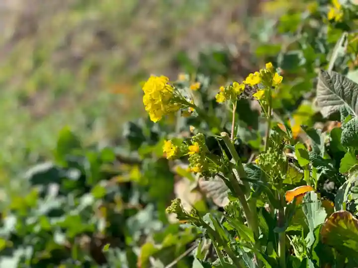 曹洞宗 永松山 龍泉寺の自然