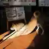 全東院の動物