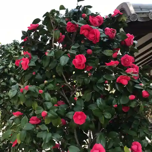 龍眼寺（萩寺）の自然