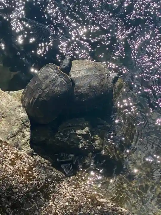 英彦山神宮の動物