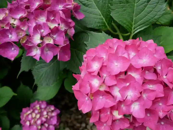 観音山慈眼院(高崎観音)(群馬県)