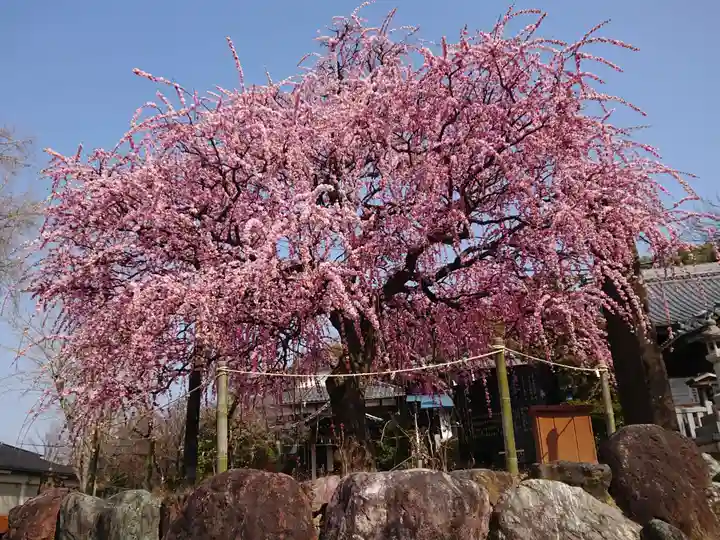 岡崎天満宮の自然