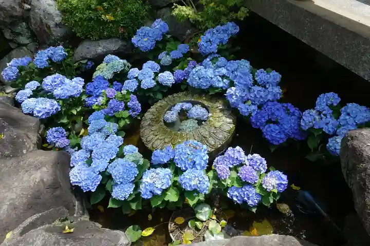岡寺(龍蓋寺)(奈良県)