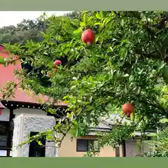 伊勢原 法泉寺の自然