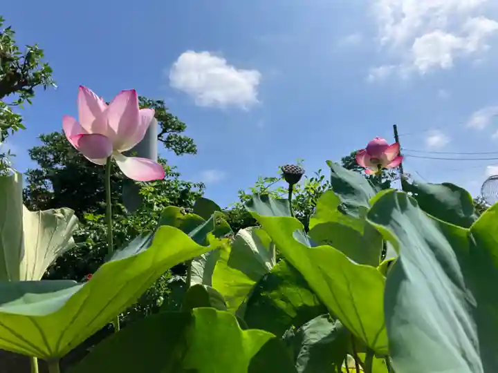 日蓮宗龍口山本龍寺(神奈川県)