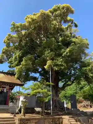 熊野神社(千葉県)