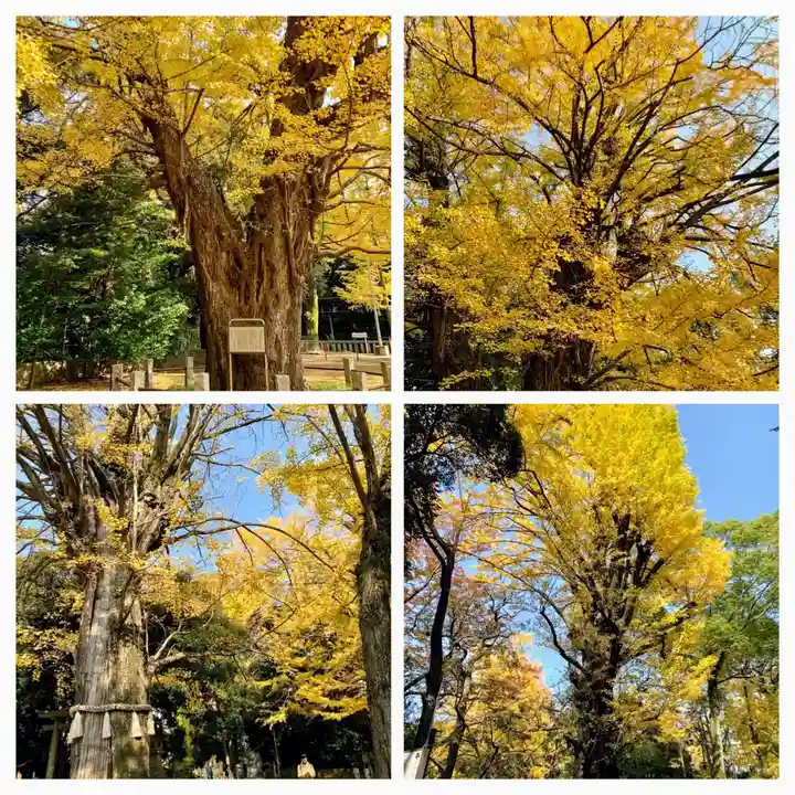 赤坂氷川神社の自然