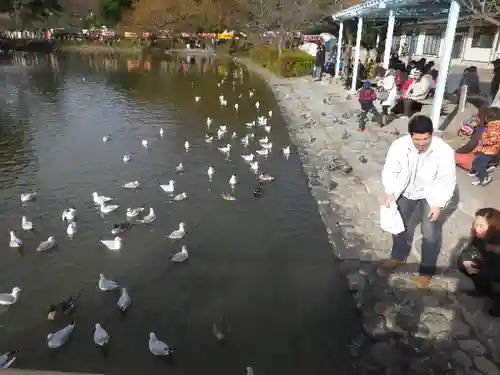 鶴岡八幡宮の庭園