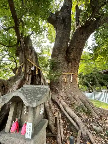 信太森神社（葛葉稲荷神社）の自然