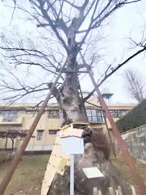 白山神社の{uncategorized: "未分類", other: "その他", undefined: "問題あり", building: "その他建物", grave: "お墓", sacred_gate: "鳥居", guardian: "狛犬", statue: "像", buddha: "仏像", history: "歴史", nature: "自然", garden: "庭園", animal: "動物", pagoda: "塔", temizu: "手水舎", mountain_gate: "山門・神門", sanctuary: "本殿・本堂", subordinate: "末社・摂社", art: "芸術", scenery: "景色", jizo: "地蔵", ema: "絵馬", goshuin: "御朱印", omikuji: "おみくじ", items: "授与品その他", amulet: "お守り", goshuincho: "御朱印帳", eats: "食事", festival: "お祭り", votive_dance: "神楽", shichigosan: "七五三参", wedding: "結婚式", experience: "体験その他", initially: "初詣", around: "周辺", anti_infection: "感染症対策"}