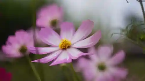 般若寺 ❁﻿コスモス寺❁(奈良県)