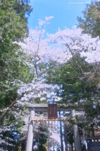 冨士御室浅間神社の鳥居