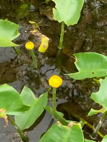 熊野堂神社の自然