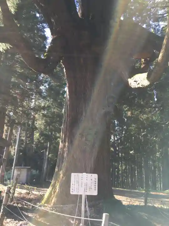 中畑神社の自然