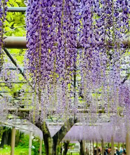 曼陀羅寺の自然