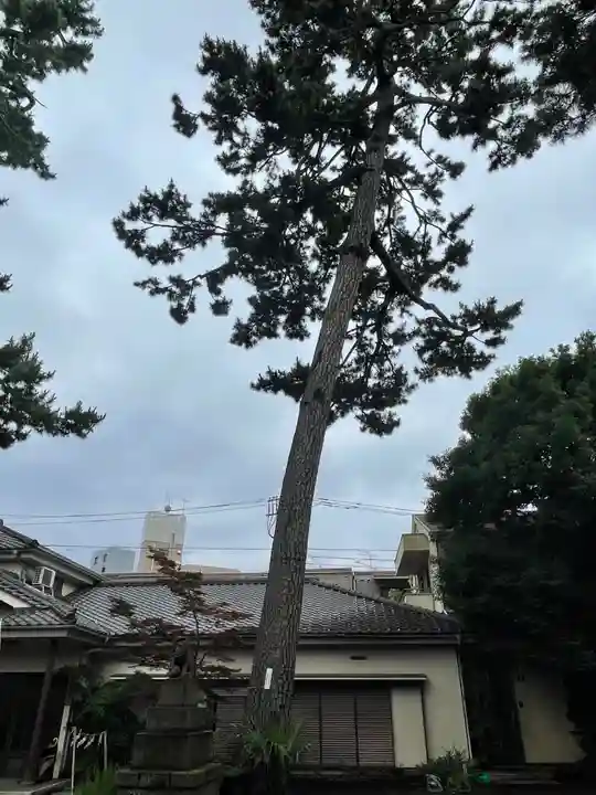 天沼八幡神社の自然