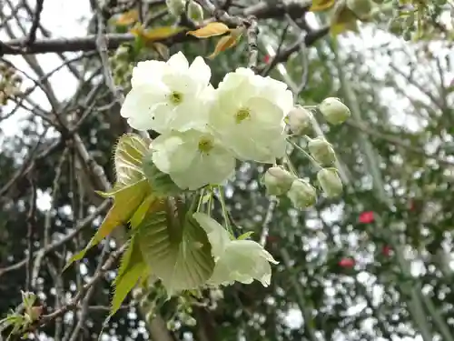 白笹稲荷神社の自然