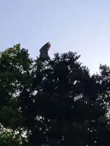 桑原神社の動物