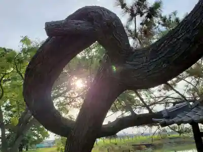 山之上住吉神社の自然