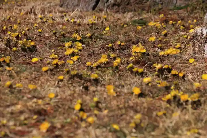 三坂稲荷神社の自然