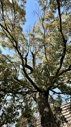 呉服神社(大阪府)