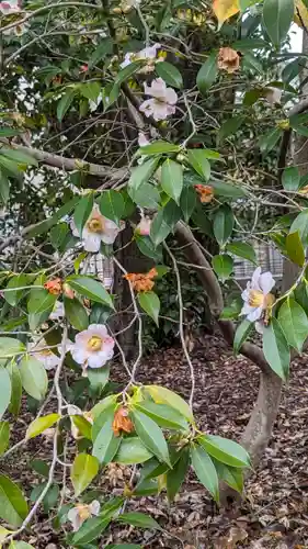 梅宮大社(京都府)