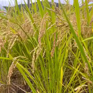 高司神社〜むすびの神の鎮まる社〜の周辺(2021年10月13日(水) 15時02分05秒投稿)