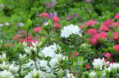塩船観音寺(東京都)