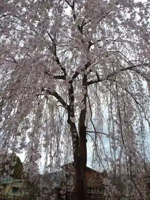 清雲寺(埼玉県)