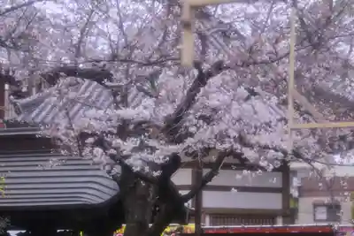 西新井大師総持寺(東京都)
