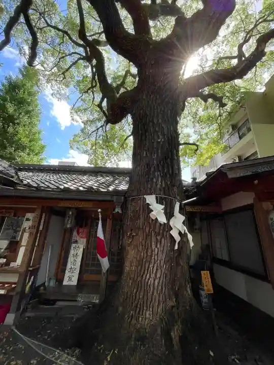 若一神社の自然
