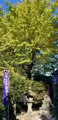 王子白髭神社の建物その他