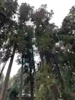 大宮温泉神社の自然