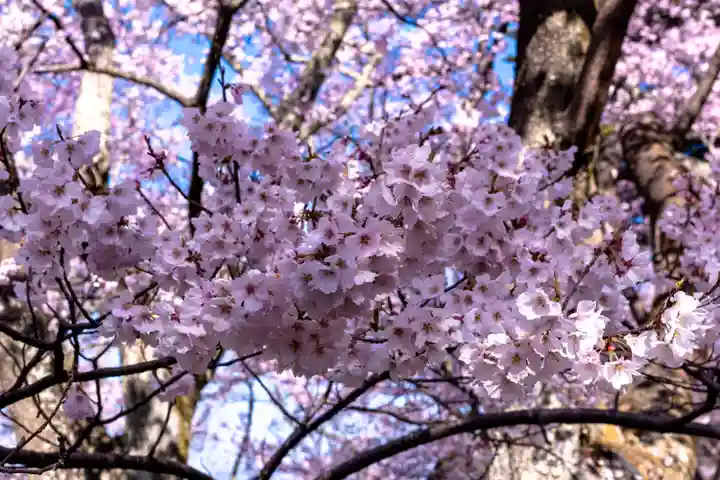 新城藤原神社(長野県)